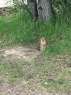 IMG_1939 Squirrel At Banff Campground 6-19-17