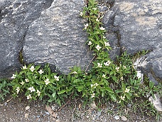 IMG_1306 Marble Canyon Flora