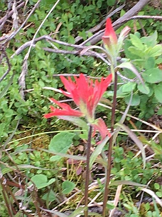 IMG_1307 Marble Canyon Flora