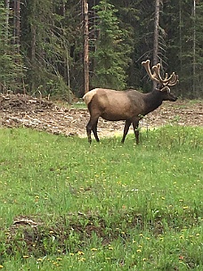 IMG_1458 Elk