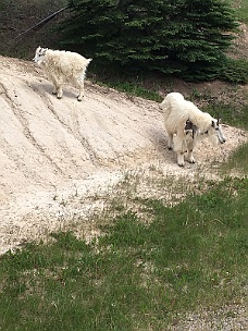 IMG_2035 Mountain Goats