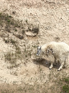 IMG_2039 Mountain Goat