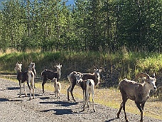 IMG_1843 Goats Along Alcan Highway