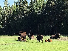 IMG_1850 Bison Along Alcan Highway