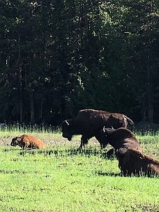 IMG_2116 Bison Along Alcan Highway