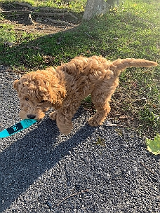 IMG_2763 First Time On A Leash