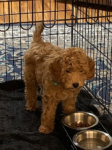 IMG_2806 In His Crate