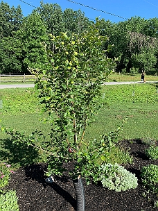 IMG_3176 Our Apple Tree