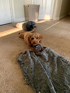 IMG_4138 Benji And His Bed