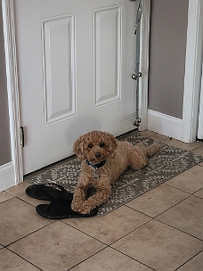 20230727_190537 Benji Guarding The Door