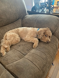 IMG_5906 Suspicious Benji On Couch