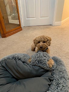 IMG_5276 Benji And His Bed