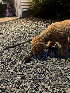 IMG_7342 Benji Meets A Toad