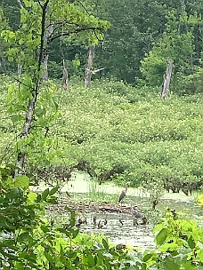 IMG_7355 Heron Rookery Along Our Walk