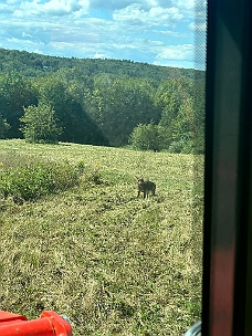 IMG_0892 Coyotes Come Out For The Mice