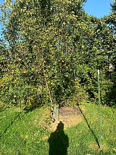 IMG_7980 One Of My Pear Trees